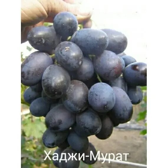 Виноград Хаджи Мурат - купить саженцы ягодных культур с доставкой по Украине в м