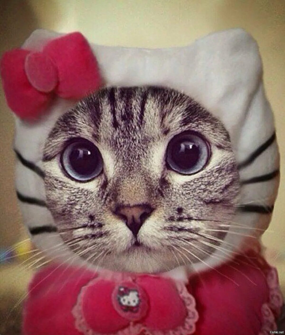 Шапочка котика. Смешные авы. Мультяшные котята. Крутые котята. Смешные мультяшные коты.