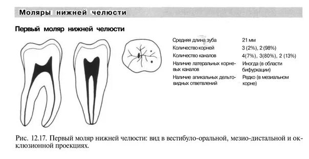 1 Моляр нижней челюсти анатомия корневых каналов. Корневые каналы первого моляра нижней челюсти. Анатомия корневых каналов 1 моляр верхний челюсть. Премоляров верхней челюсти устья. Количество каналов 6