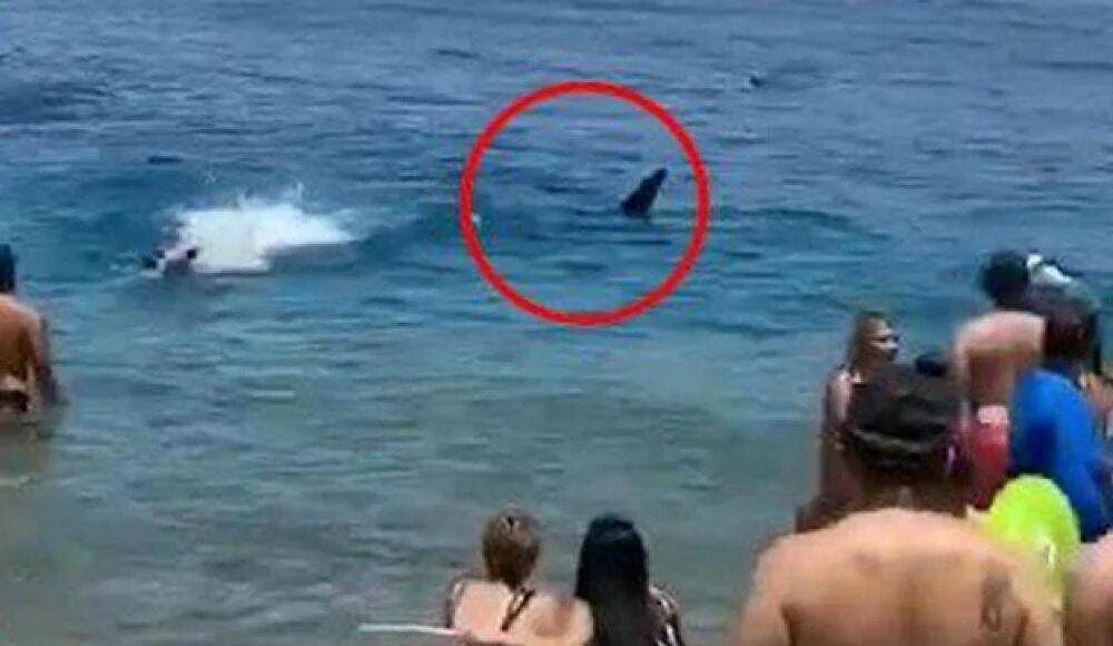 Акула в красном море напала на женщину 2022. Где акула напала на человека. Напедение акула в египте. Нападение акулы в хургаде. Где акула напала на человека.