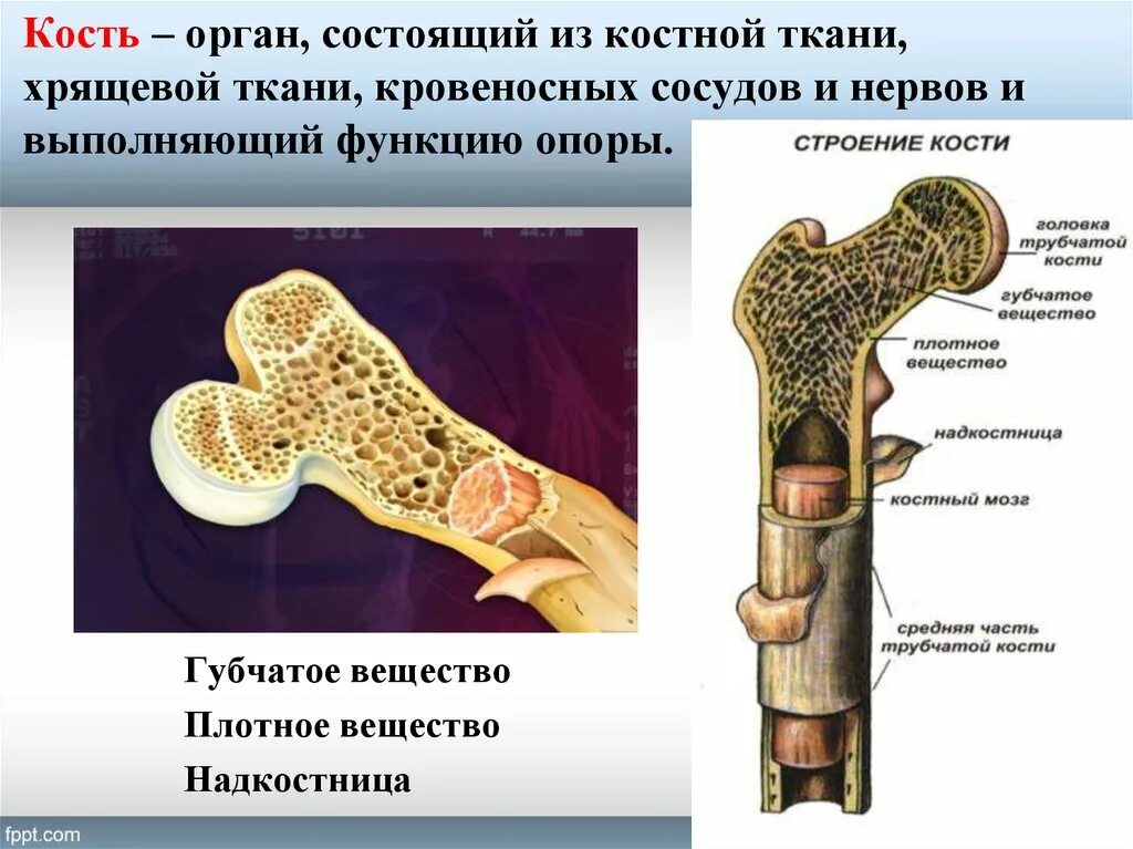 Строение кости взрослого человека. Строение кости. Кость как орган. Структура состав кости. Кость как орган строение кости.