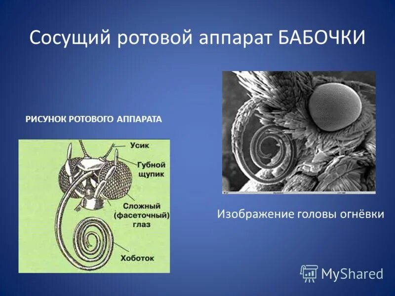 Какой тип ротового аппарата у бабочек. Какой тип ротового аппарата у бабочек. Сосущий ротовой аппарат. Трубчато-сосущий ротовой аппарат бабочки. Строение сосущего аппарата бабочки.