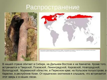 На территории какого материка обитает белый медведь