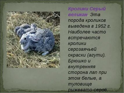 Великан описание