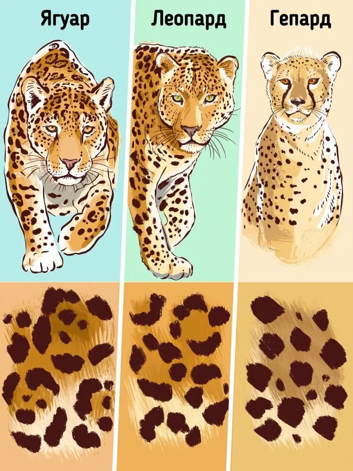 Ягуар леопард гепард отличия. Тигр леопард гепард Ягуар. Отличия шкпард окопард Ягуар. Расцветка гепарда и леопарда и ягуара. Чем отличается леопард от ягуара