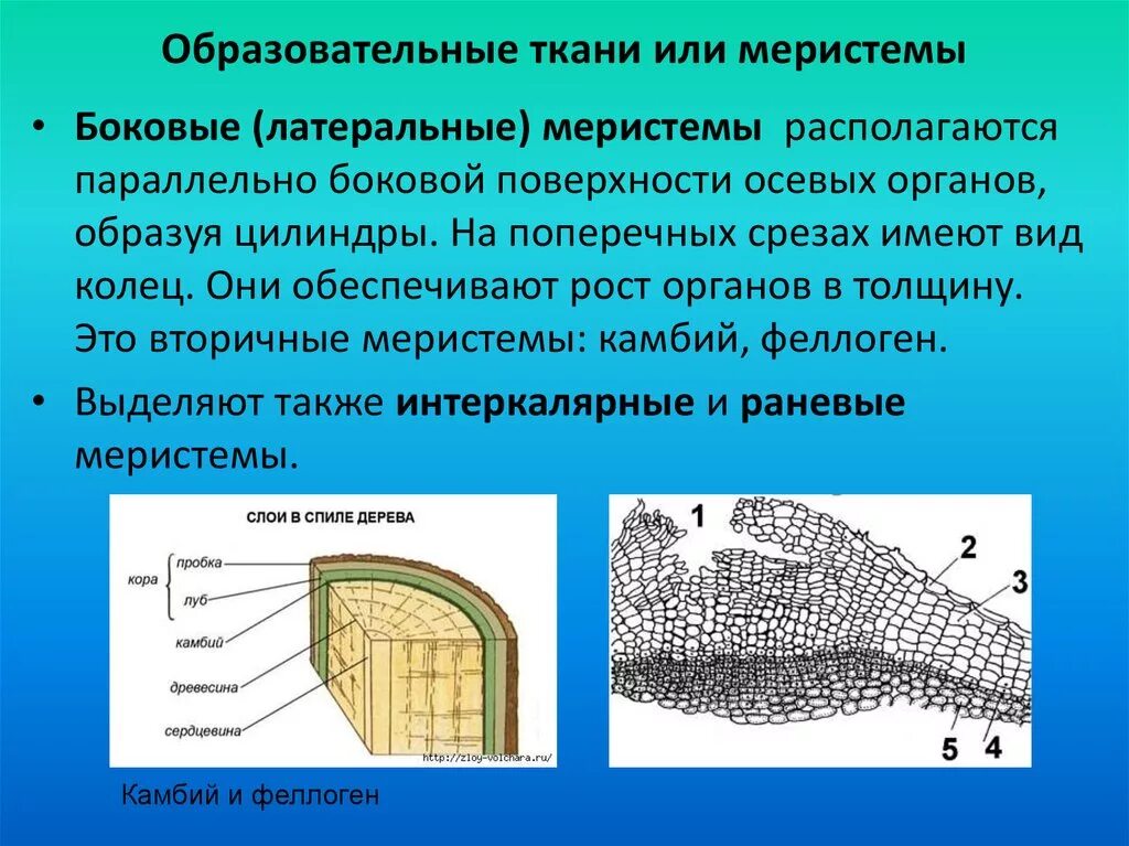 Образовательная ткань растений особенности. Первичная меристема камбий. Ткани растений боковая меристема. Камбий вторичная меристема. Боковые латеральные меристемы.