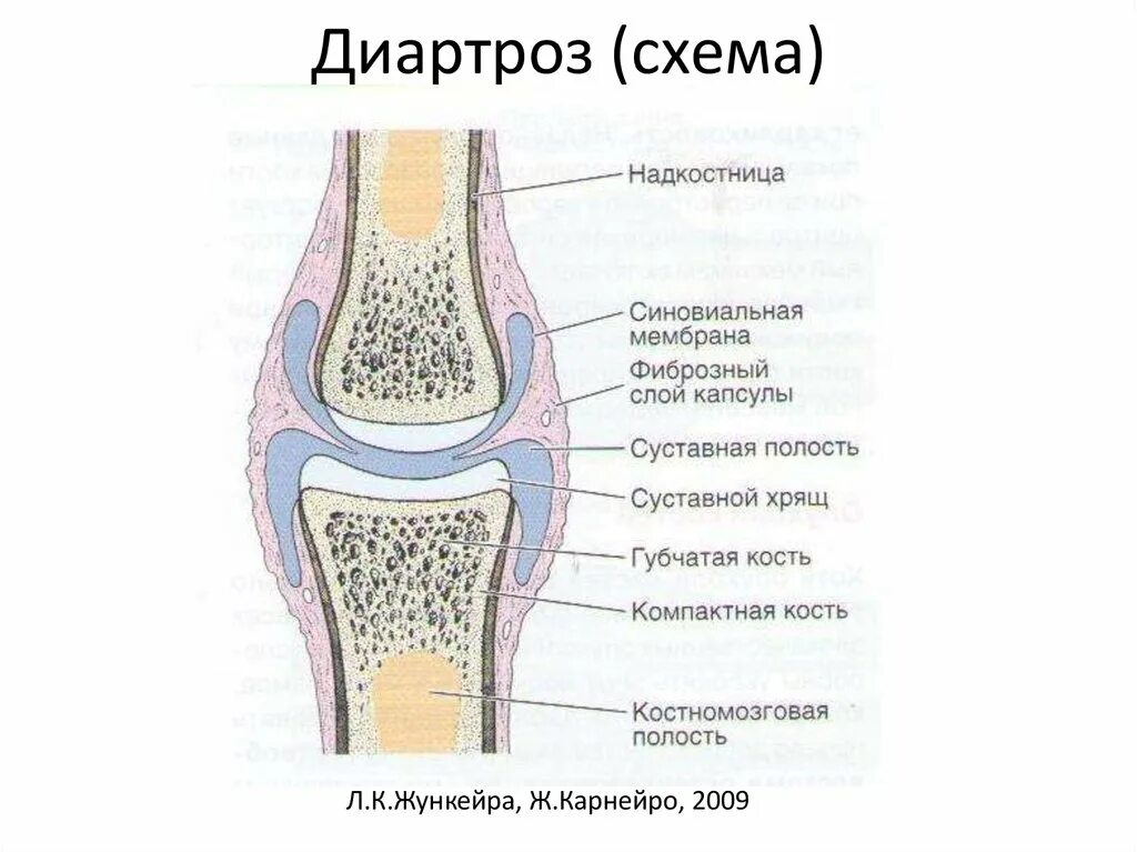 Какие структуры сустава. Фиброзная мембрана суставной капсулы. Суставная полость схема. Строение сустава суставной хрящ. Диартрозы строение сустава.