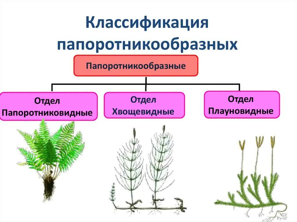Какие растения называются высшими. Систематика плауновидных хвощевидных папоротниковидных. хвоящевидные папоротник. царство растения отдел папоротниковидные. систематика отдела папоротникообразные.