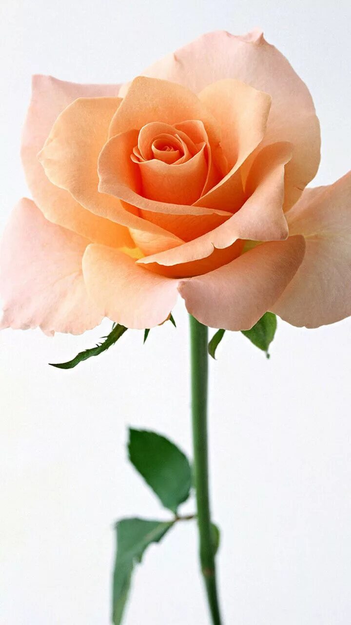 One rose. Красные розы. Стебель цветочка. One rose. One rose.