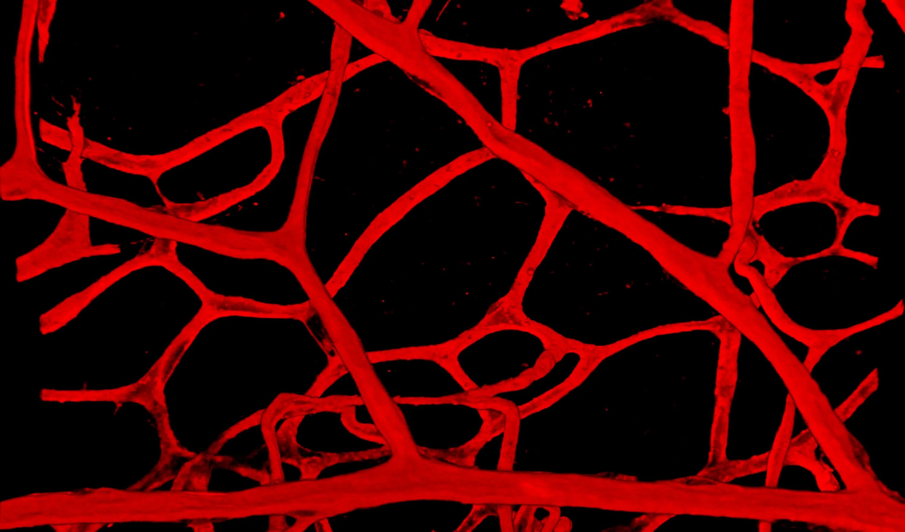 Трещины сосудов. Технология вскрытия пласта Blood Vessels.