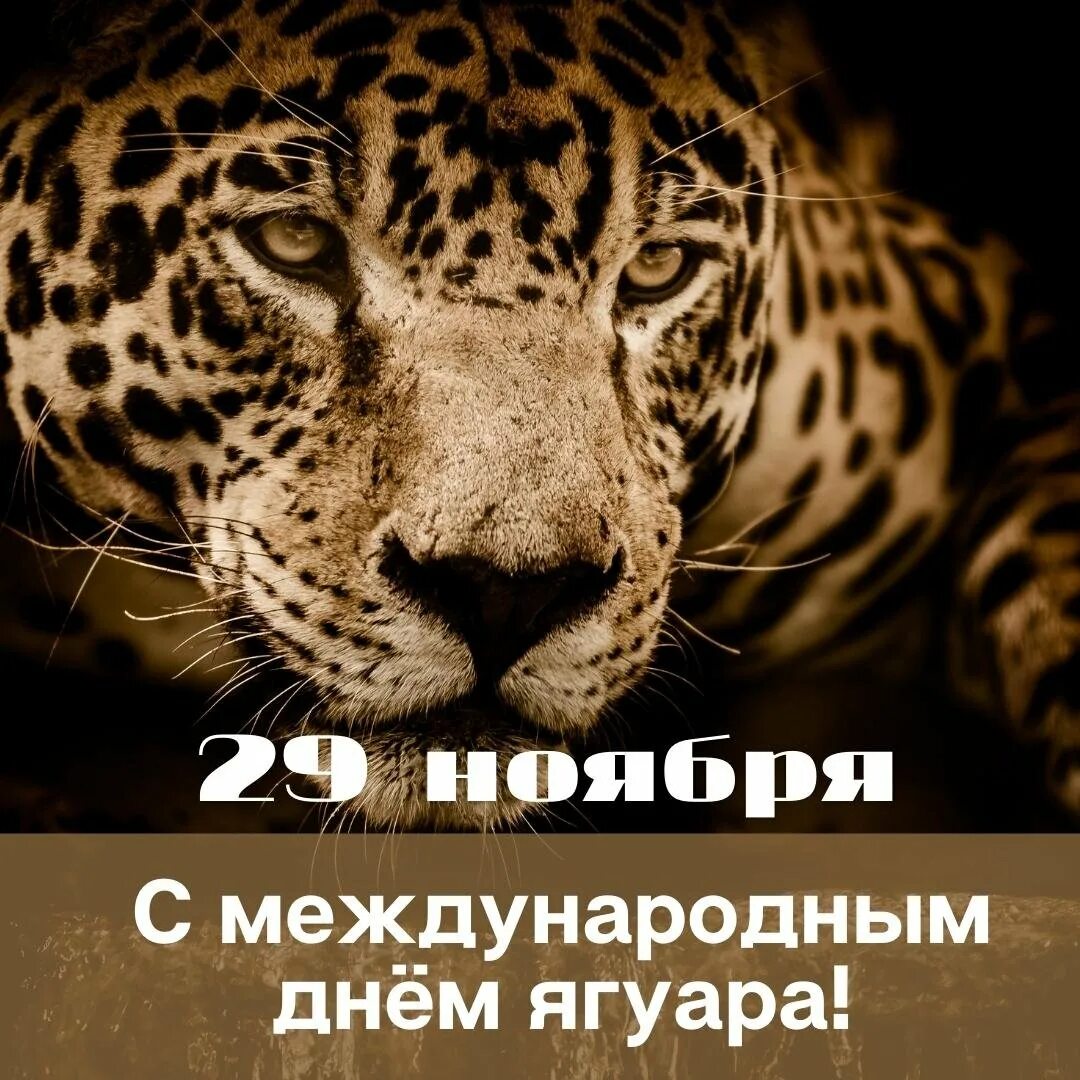 Всемирный день ягуара 11 июня. Всемирный день ягуара 11 июня. Ягуар прикольный. 11 июня день ягуара. Всемирный день ягуара 11 июня.