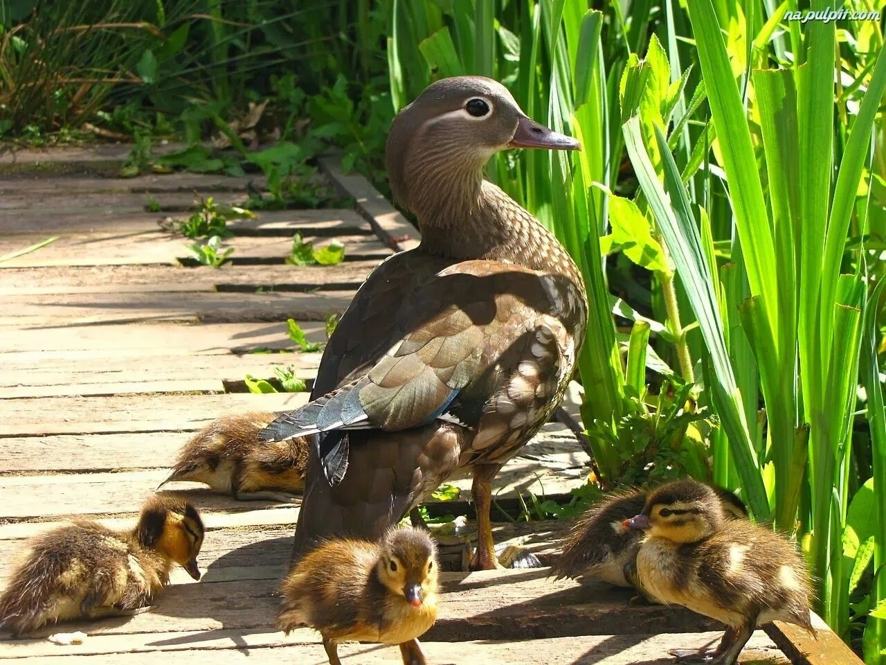 Duck source. Утка Мандаринка птенцы. Утка Мандаринка с утятами. Птенцы утки мандаринки. Утка Мандаринка самка.