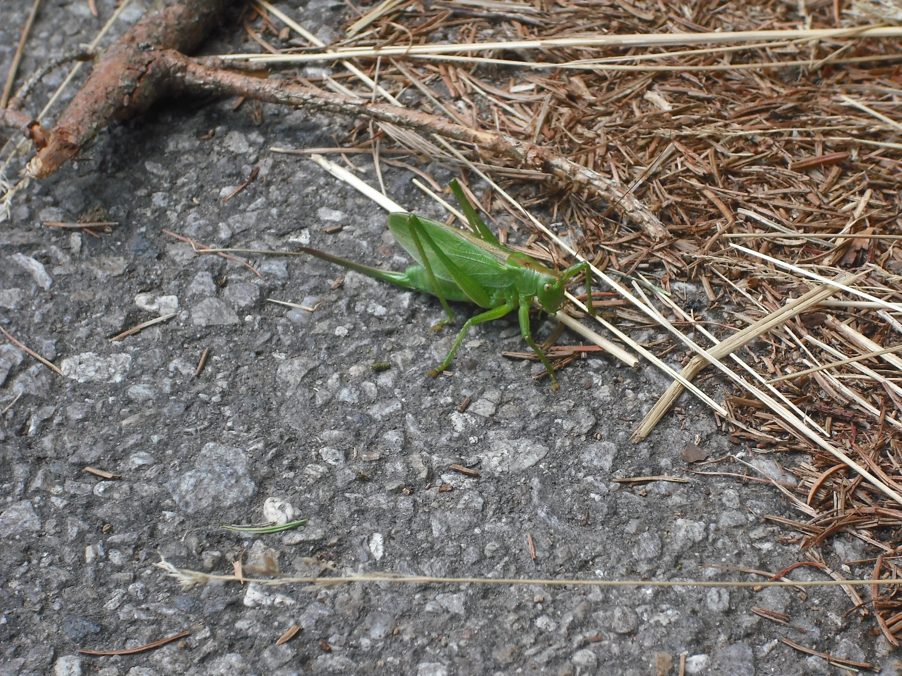 Растение кузнечик лягушка еж. Кузнечик в лесу. Кузнечик в траве. Маленькие серве кузнечик. Кузнечик ест траву.