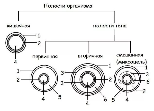 Полости тела первичная вторичная смешанная. Первичная и вторичная полость тела таблица. Полости тела первичная вторичная смешанная таблица. Первичная вторичная и смешанная полость. Эволюция полостей тела животных