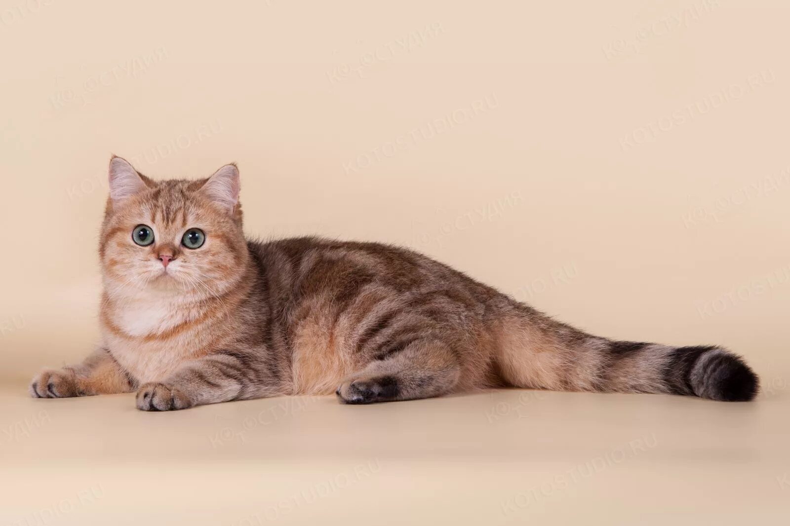 Beautiful blue cream Britisch kurzhaar, Süße katzen, Katzen