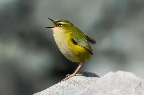 Knowing bird