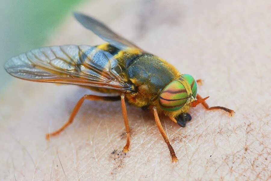 Паут Овод слепень. Семейство слепни Tabanidae. Овод полосатый. Королевский слепень.