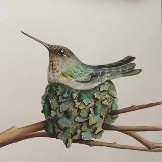 Music kit sarah schachner kolibri