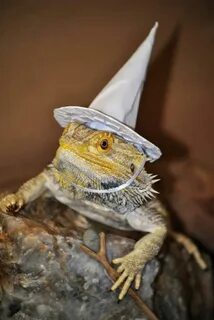 Wizard's lizard