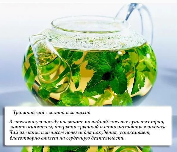 Как сделать чай с мятой. Мята чай. чем полезен чай с мятой. чем полезен чай из мяты. мятный чай рецепт.