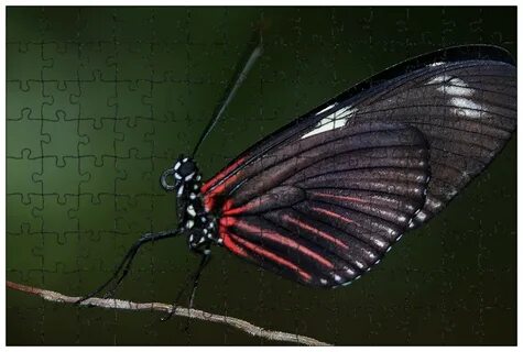 Papillons noirs