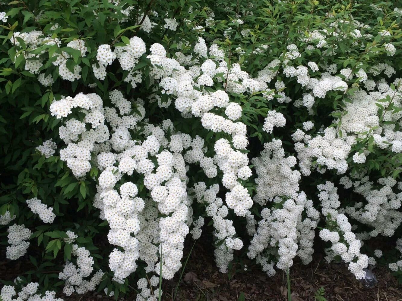 Белые кусты цветут в мае. Спирея Вангутта. Спирея Ван-Гутта (Spiraea vanhouttei). Кустарник спирея Вангутта. Спирея Вангутта (vanhouttei).