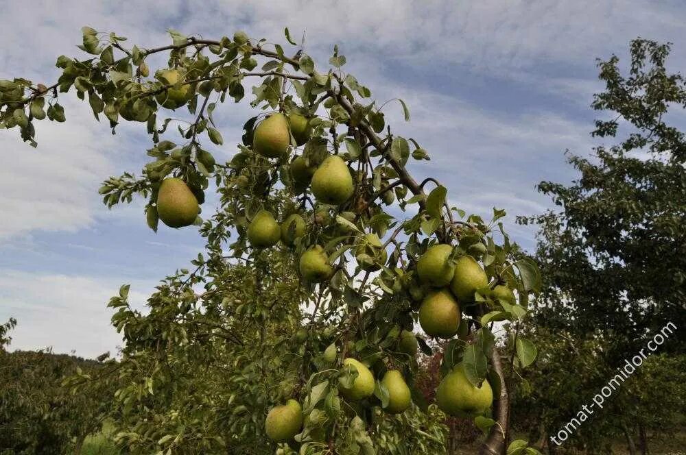 Груша плодоносит через год. Груша не плодоносит. Груша дерево не плодоносит. Сорт груши Оливье де Серр. Груша молодая не плодоносит.