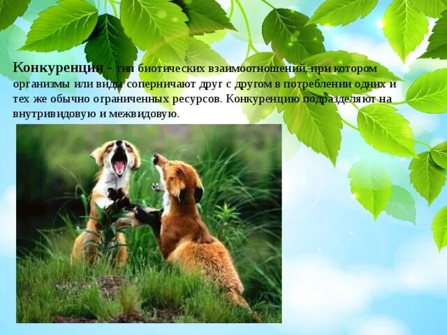 Конкуренция тип биотических взаимоотношений. Межвидовые отношения в экосистеме. виды межвидовых взаимоотношений в экосистемах. межвидовые взаимодействия. внутривидовые и межвидовые отношения организмов.