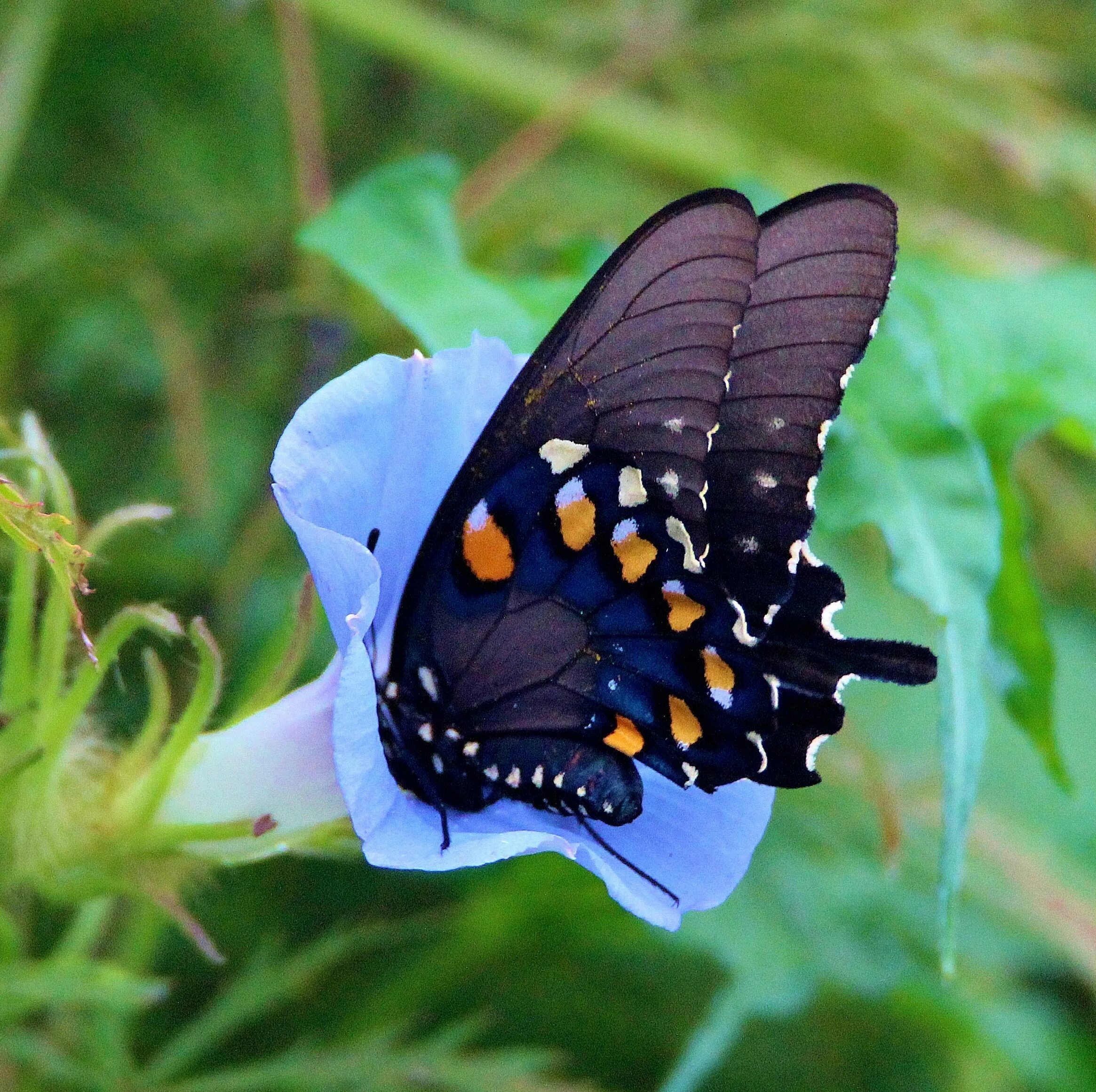 Как называется где бабочки. Махаон (бабочка). Махаон бабочка Махаон. Бабочка калифорнийский Махаон. Pipevine Swallowtail бабочка.