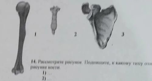 Рассмотри изображение имеющие отношение к пяти разным. Задание 14,15 выполняют с использованием приведенного ниже рисунка. рассмотрите рисунок назовите все представленные на них кости.