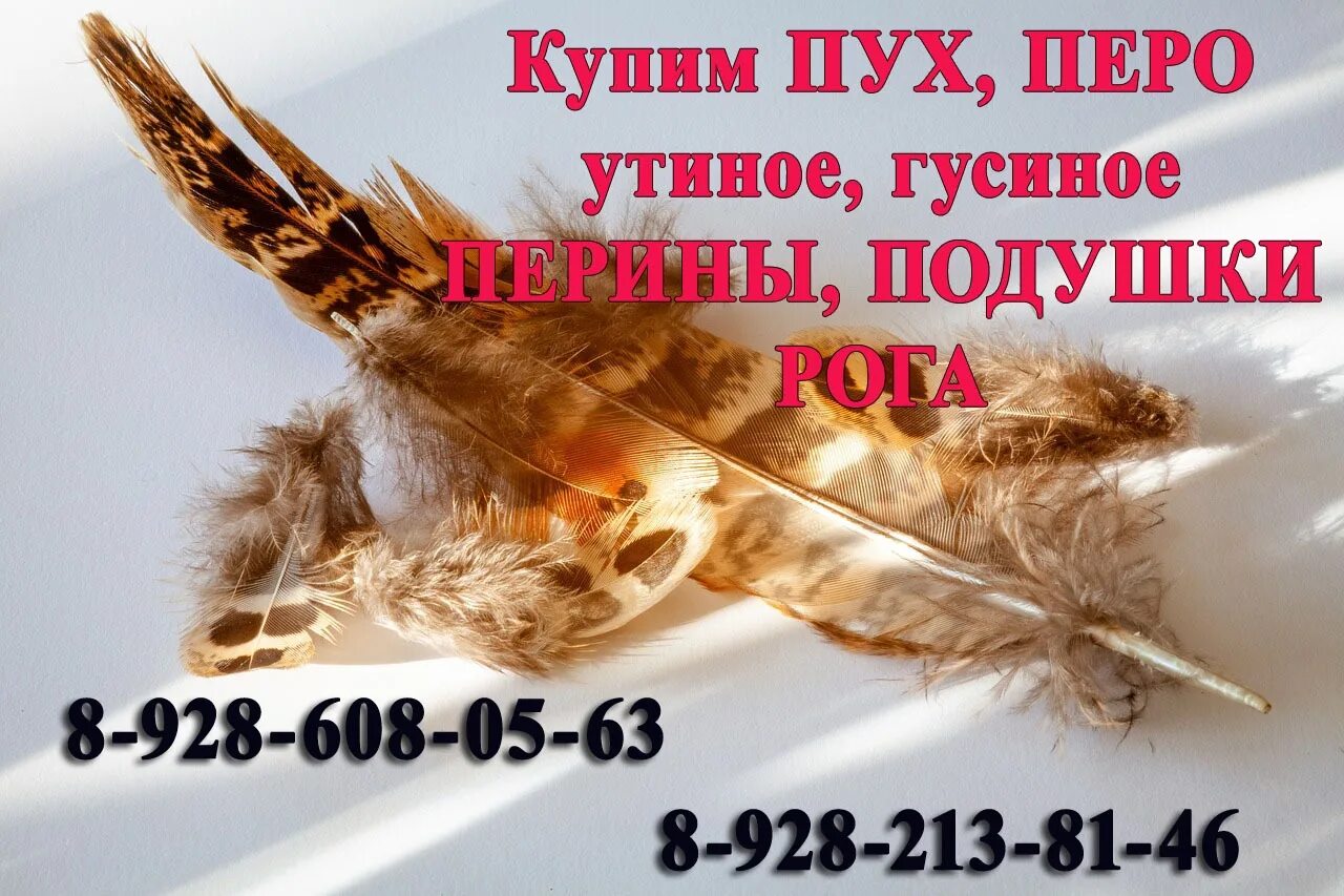 прием пуха и пера. куда сдать пух. пух перо подушки перины. скупка пух перо. куда сдать пух.