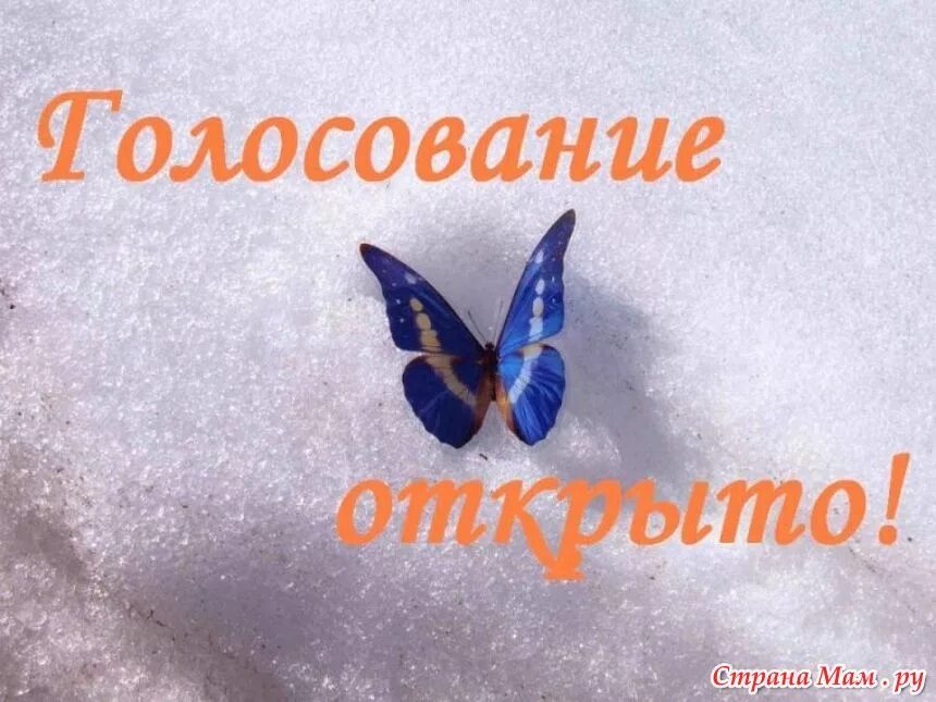 Голосуй за участников