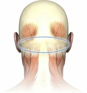 Head neck