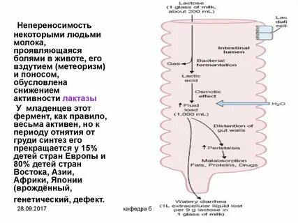 Лактаза роль в обмене веществ