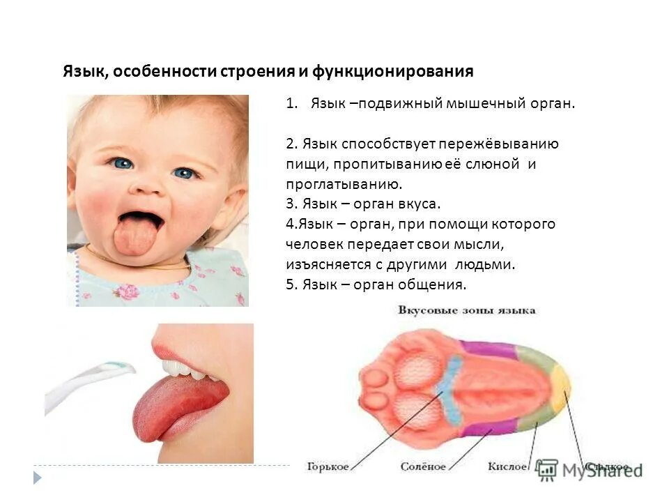 Строение языка для дошкольников. Особенности строения языка. Характеристика языка анатомия. Какой размер языка