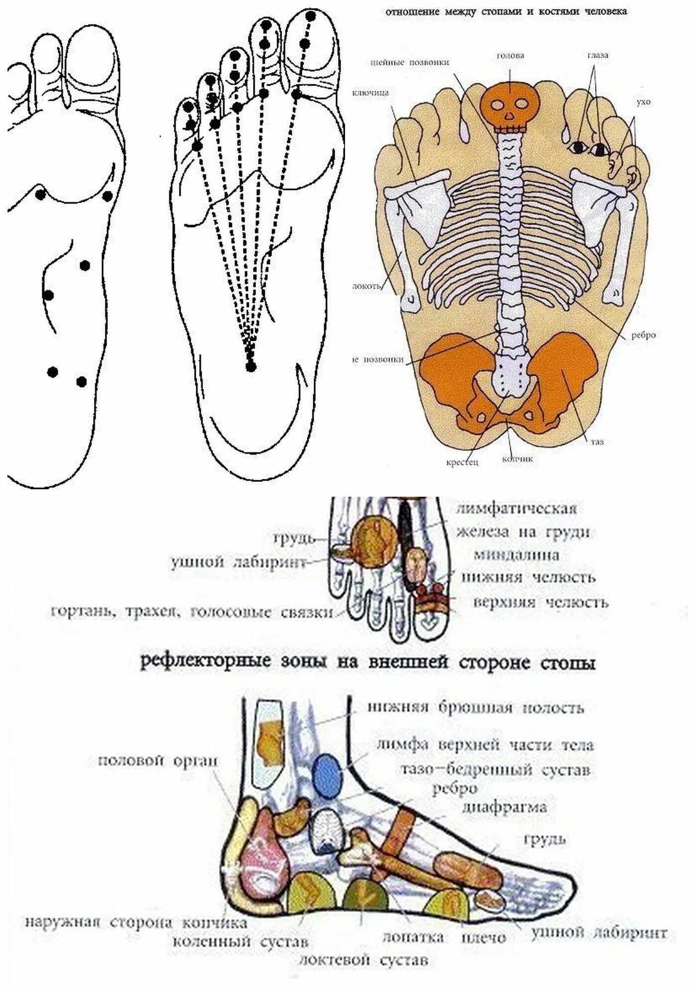 Схема стопы. Массаж стопы акупунктурные точки. точечный массаж стоп китайская. точечный массаж ступней схема.