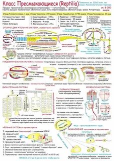 Конспект по биологии 8 класс выделение животных