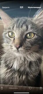 Почему пришел котенок