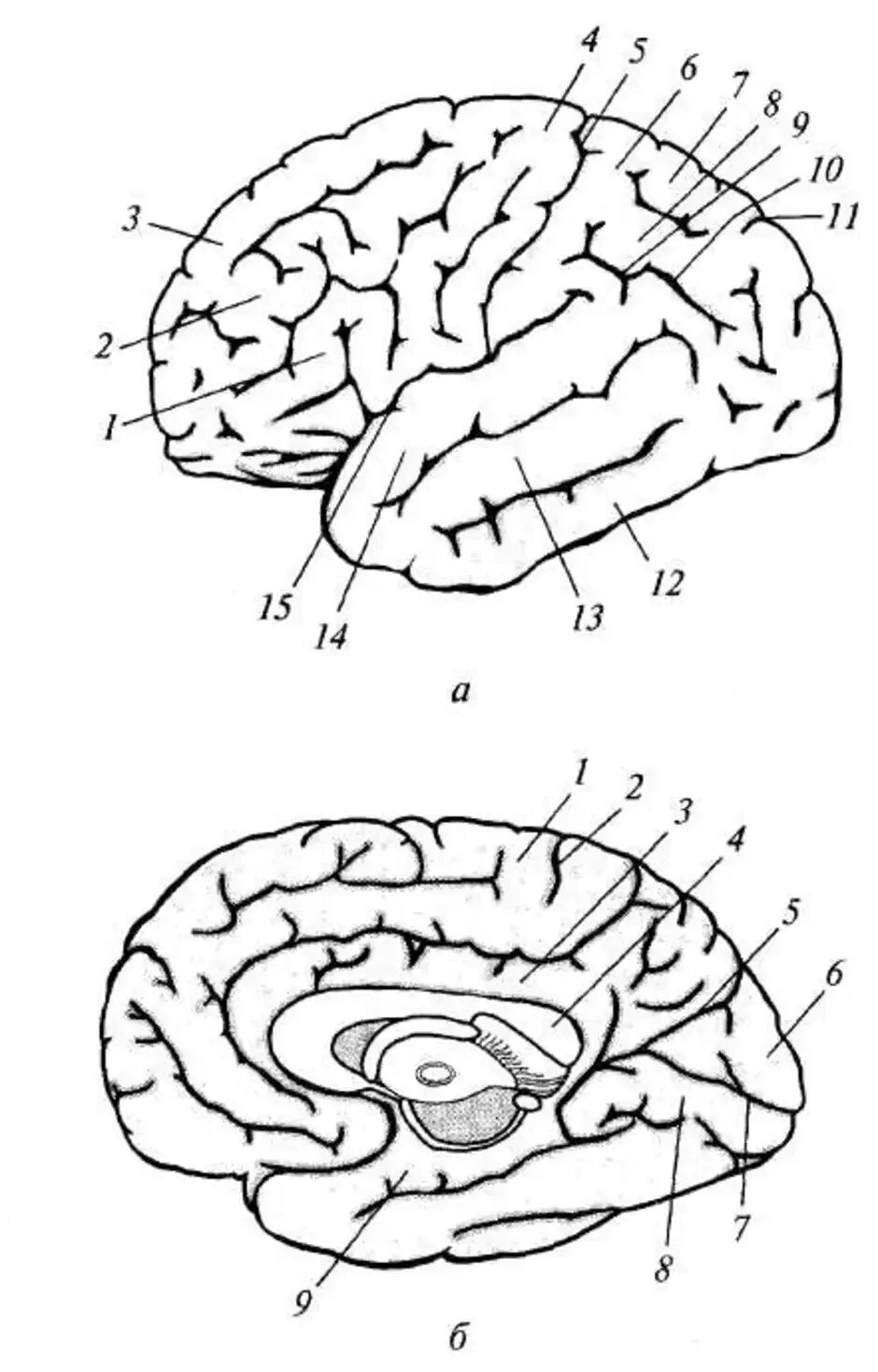 Борозды и извилины коры больших полушарий. Борозды ВЕРХНЕЛАТЕРАЛЬНОЙ поверхности головного мозга. Борозды и извилины ВЕРХНЕЛАТЕРАЛЬНОЙ поверхности полушария. Извилины долей мозга