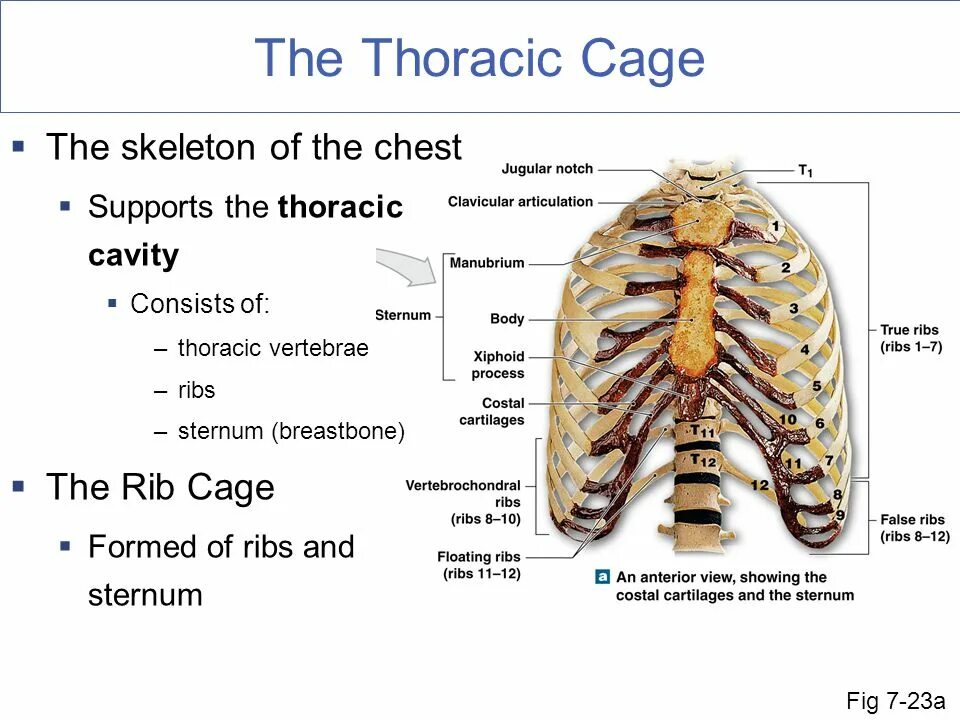 The bones consist of. Thoracic cage. axial skeleton. the thorax of the skeleton. superior view of thoracic cage.