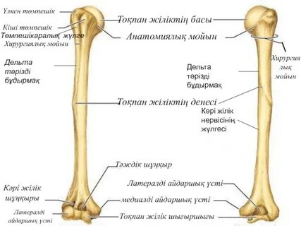 Жеке коллекциялардағы порнографиялық фотосуреттер