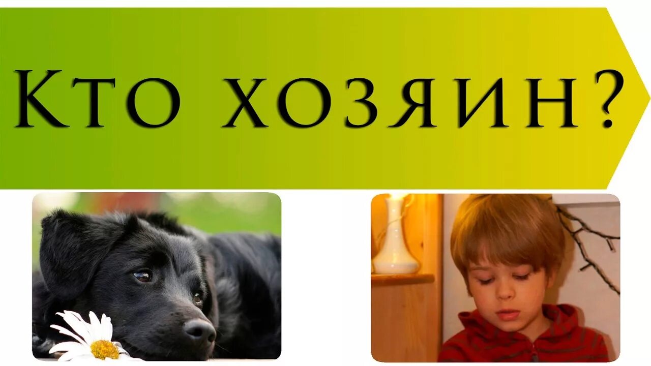 Рассказ кто хозяин осеева. Кто хозяин. Рассказ кто хозяин. Иллюстрация к рассказу кто хозяин.