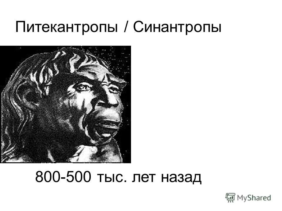 питекантроп и синантроп внешний вид. гейдельбергский человек антропогенез. питекантропы и синантропы. человек выпрямленный внешний вид. питекантропы и синантропы.