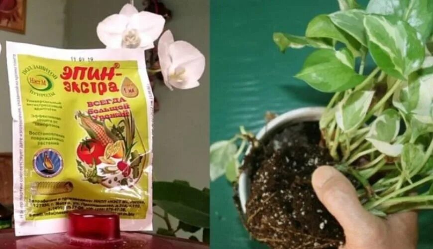 Эпин 1мл регулятор роста растений. Опрыскивание эпином комнатных растений. Опрыскивание эпином комнатных растений. Эпин цветок. Эпин.