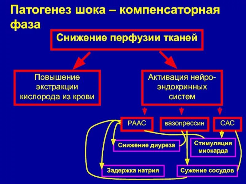 Гемодинамика шока. ШОК стадии патогенез патофизиология. Сосудистый ШОК патогенез. Механизмы развития патогенеза шока. Патогенез геморрагического шока патофизиология.