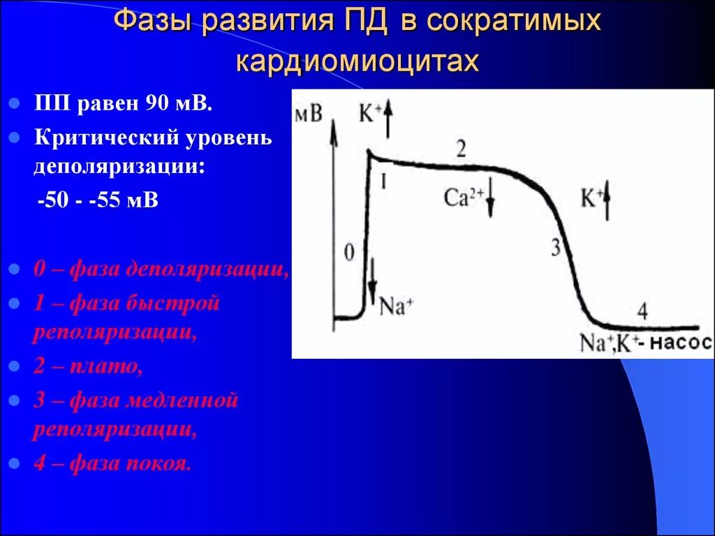 Фазы деполяризации кардиомиоцита. Фазы Пд кардиомиоцита. Критический уровень деполяризации кардиомиоцитов. Фазы деполяризации кардиомиоцитов. Пд ди