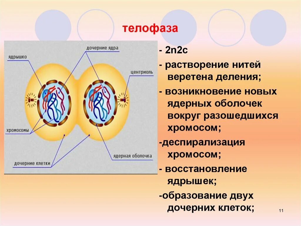 Телофаза кариокинез. Телофаза митоза хромосомный набор дочерних клеток. Деление клетки телофаза. Телофаза это в биологии 9 класс. Дочерних клетках любого организма при митозе образуется