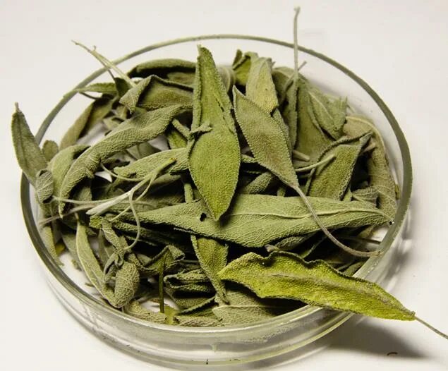 Шалфей лекарственный salvia officinalis сырье. Листья шалфея лрс. Salvia officinalis сырье. Иссоп сушеный. Шалфей лекарственный salvia officinalis сырье.