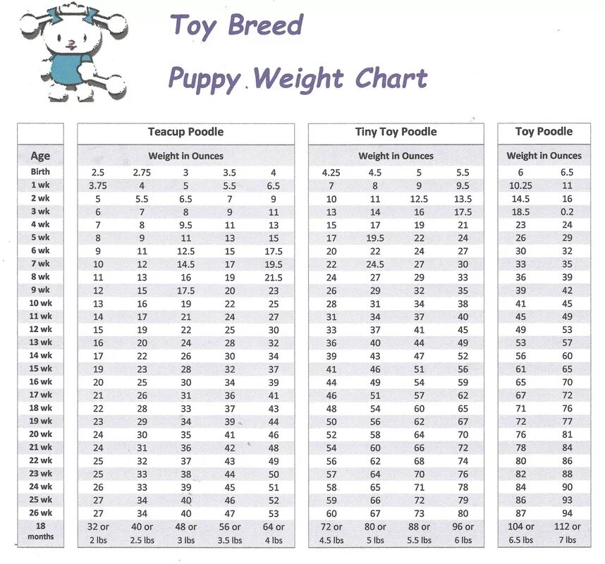 Той пудель по месяцам. Таблица роста щенка той пуделя по месяцам. Таблица веса щенков той пуделя. Той пудель таблица роста и веса по месяцам. Норма веса щенка карликового пуделя.