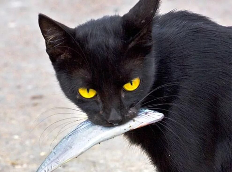 Самые опасные породы котов. Бобкэт рысь. Опасные породы котов. Покажи самую опасную кошку. Бомбейская кошка длинношерстная.